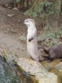 /album/brezen-zoo-09/dsc08789-web-jpg/